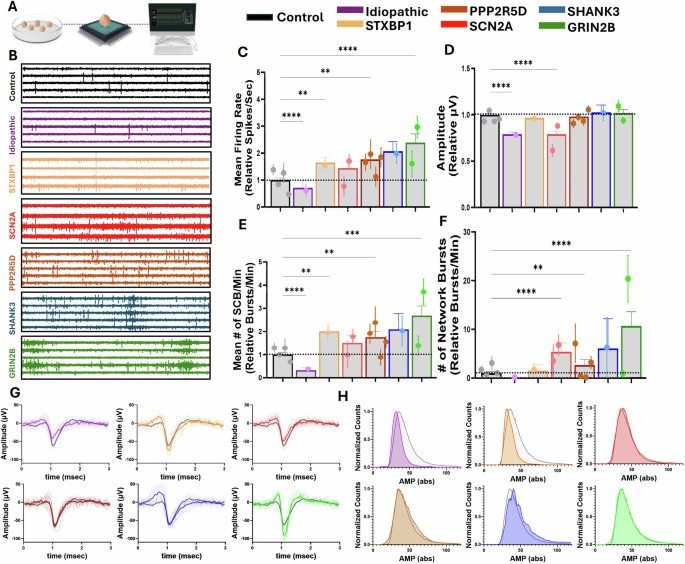 MEA recordings and quantified firing, amplitude, burst, network-burst, spike-shape, and amplitude-distribution features in control and ASD patient-derived brain organoids.