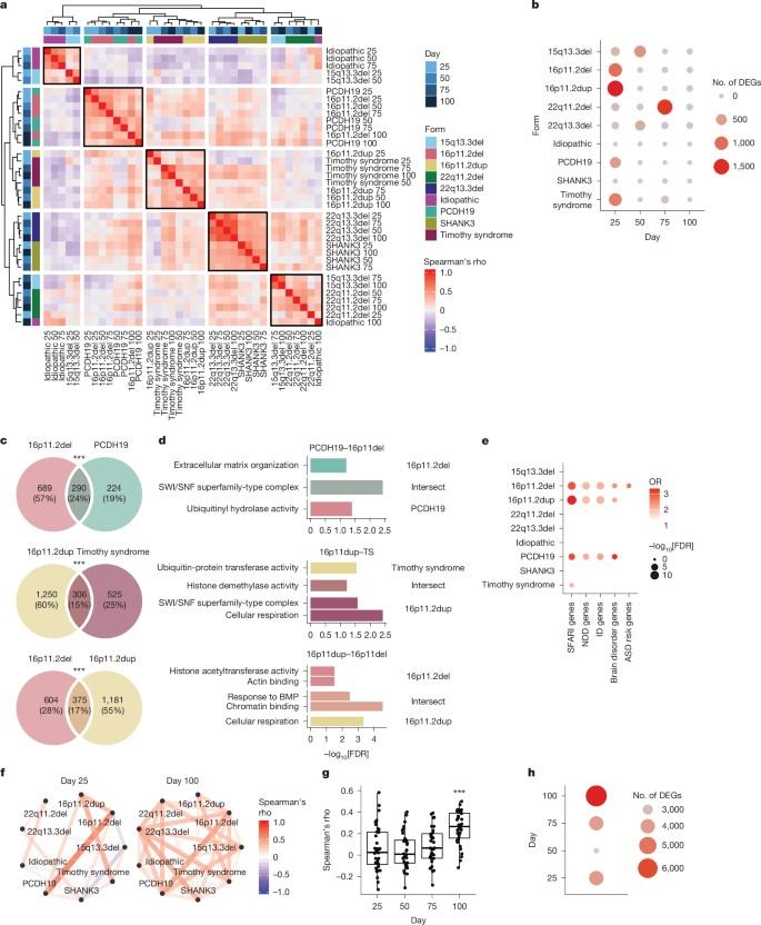 Heatmaps, differential-expression summaries, gene-set overlaps, and network analyses showing developmental convergence and divergence across ASD cortical organoid models.